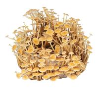 Hawlik Pilzbrut | Kit funghi Enoki | Facile da coltivare funghi | Bio Enoki Mushroom per la casa | Coltivazione funghi senza conoscenze preliminari