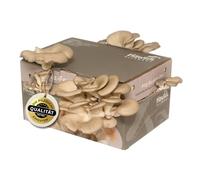 Hawlik Pilzbrut - Kit funghi per la coltivazione di funghi ostrica - Coltivare e raccogliere da soli funghi ostrica freschi - facile come una torta (piccolo) - Set per la coltivazione di funghi