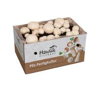 Hawlik Pilzbrut - L'originale - Set di coltura da funghi bianchi - Funghi coltivazione - raccolta funghi freschi (piccolo)