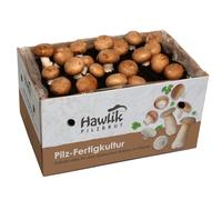 Hawlik Pilzbrut - Piccolo coltivatore di funghi, per coltivare i propri funghi, facile da maneggiare, set di coltivazione per la casa, ottimo regalo per gli amanti dei funghi e della verdura
