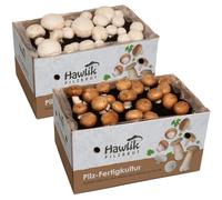 Hawlik Pilzbrut - Set di 2 colture fungine da champignon XXL - grande set da degustazione - facile da coltivare da funghi, senza conoscenze preliminari - set da allevare funghi - funghi coltivazione