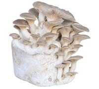 Hawlik Pilzbrut - Set di coltivazione di funghi erbacei BIO - Cardoncello - gioco da ragazzi per coltivare funghi erbacei biologici - coltivazione di funghi erbacei in casa - kit funghi
