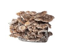 Hawlik Pilzbrut - Set per la coltivazione di funghi bio Shiitake - 2,5 kg di substrato fungo già preparato con micelio - Set di allevamento funghi shiitake - Set completo per la coltivazione a casa -