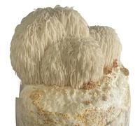 Hawlik Pilzbrut spawn di funghi, Kit per la coltivazione del fungo Criniera di Leone e Hedgehog Beard per la casa, Hericium erinaceus BIOLOGICA, per principianti e avanzati