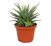 Haworthia fasciata "Big Band" - plant in 10.5cm pot