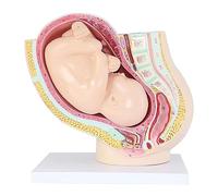 HBgjkrG Modello ovarico Modello anatomico del Bacino in Gravidanza Modello anatomico Umano Rotazione Staccabile per l'insegnamento della Ricerca Modello dell'utero