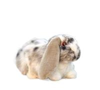 HCGX Peluche realistico a forma di coniglio ariete da 10,6 pollici, morbido peluche a coniglietto, simpatico a con orecchie(Grey)