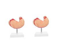 HEALEEP 2 Pezzi Modello Stomaco Forniture Didattiche per Insegnamento Materiale e Sicuro per Scuole e Istituti Comprensione Profonda Della Fisiologia