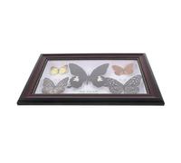 HEALEEP Cornice a Farfalla Incorniciata in Legno Resistente 5 Esemplari Veri, Supporto Orizzontale, Decorazioni la Casa e Pareti, Adatta per Collezionisti e Regali Scientifici