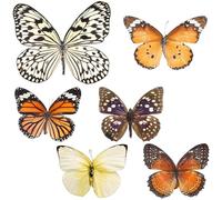 Healeved 6 Pezzi Specimen di Farfalle Vere per Decorazione Casa e Educazione Scientifica, Articoli in Specimen Naturale per Arredamento