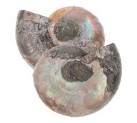 Healeved Ciondolo Ammonite Naturale Doppio 2-3 Cm con Pietra per Educazione Scienze Biologiche e Collezione, Esemplari di Conchiglia per Bambini e Adulti, Ornamento Minerale Decorativo