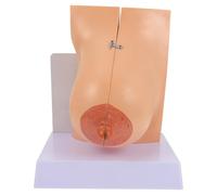 Healeved Modello Anatomico Medico del Seno Femminile in PVC Resistente Espositore Didattico Flessibile per Insegnamento di Fisiologia e Anatomia per Scuole di Medicina e Formazione