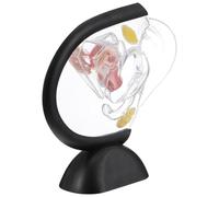 Healeved Modello di Struttura Dell’Utero Trasparente in PVC Modello di Utero Femminile Didattico per Anatomia e Fisiologia Strumento Medico per Studenti Infermieri e Professionisti