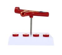 Healeved Modello Didattico Cardiovascolare in Pvc Resistente Modello Anatomico Umano Dettagliato per Insegnamento di Fisiologia e Anatomia per Scuole e Università di Scienze della Salute