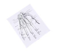 Healifty 1pezzi Poster Anatomico Della Mano Umana Illustrazione Chiara Per Insegnamento Anatomico Decorazione Per Scuole e Laboratori Stampa Di Alta Qualità Per Educazione Medica