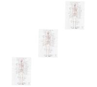 Healifty 3pezzi Poster Anatomico Umano Per Decorazione e Insegnamento Illustrazione Dettagliata Di Scheletro e Muscoli Per Scuole e Uffici Design Elegante Per Appassionati Di Medicina