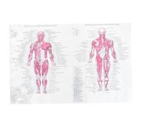Healifty 3pezzi Poster Anatomico Umano Stile Educativo Decorazione Muralper Scuole e Laboratori Resistente Per Apprendimento