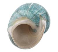 Healifty Esemplari di mediterranei Decorazioni per le vasca per pesci decorazione del serbatoio di pesce conchiglia Picco di cactus conchiglie di mare naturali Sky-blue