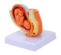 Healifty Modello di Feto Uterino a Termine 9 Mesi in Pvc per Studio