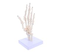 Healifty Modello Scheletro Mano Umano Dettagliato con Articolazioni Mobili per Studio Anatomia Medica Didattica Ospedali e Laboratori