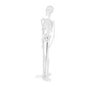 Healifty Modello Scheletro Umano per Insegnamento Anatomia Dettagliato Materiale Durevole e Facile da Pulire per Scuole e Laboratori di Formazione Educativa