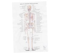 Healifty Poster Anatomico Umano Decorazione Per Ufficio e Insegnamento Illustrazione Dettagliata Di Ossa e Muscoli Stile Artistico Per Feste e Studi Medici