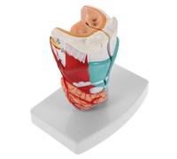 HEALLILY Modello della gola umana: anatomia laringea umana modello anatomico Prop didattico - Struttura dettagliata della gola della faringe per l'apprendimento della formazione