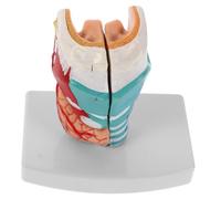 HEALLILY Modello Di Umana Modello Di Anatomia Laringea Umana Supporto Didattico Anatomico - Struttura Dettagliata Della Faringe E Della Per La Formazione Medica