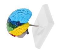 HEALLILY Scala modello di metà cervello destro umano con annotazioni a colori per l'apprendimento delle neuroscienze Rappresentazione anatomica accurata per l'insegnamento dell'educazione medica