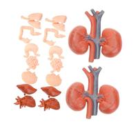 HEALSOPTHY 2 Set Anatomici Realistici Umani per Insegnamento Del Torso per Studenti Strumenti Educativi per Apprendimento Della Anatomia