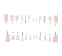 HEALSOPTHY 24 Pezzi Modello con Denti Artificiali Rimovibili e Viti Modello Didattico per Formazione Odontoiatrica Pratiche Cliniche e Scuole Denti Umani Artificiali per Esercizi Pratici