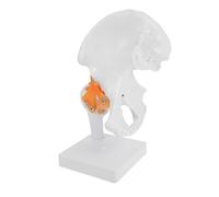 HEALSOPTHY Modello Articolazione in PVC Modello Scheletro Didattico per Studio Anatomia Medica Femore Articolato per Educazione Pazienti e Studenti