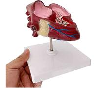 Heart Anatomy Model Pathology Dog Heart Anatomy Model Animal Organ Anatomical Model Heart Animal Model for Medical Demonstration for Study Teaching
