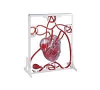 Heart Circulation Model Simulation Science Education Organ Model 2025