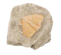 HEATSHAKING Campione di Fossile Trilobite Naturale Forma Casuale in Fossile Autentico per Studenti, Decorazioni per Feste e Giorno, Sviluppa Creatività e Conoscenza