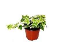 Hedera helix - ivy, white coloured foliage, 9cm pot