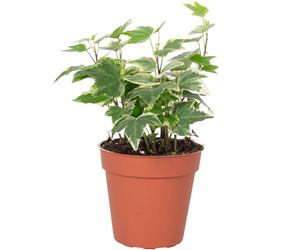 Hedera Helix - Pianta comune colorata, facile da pulire, altezza ca. 15 cm, diametro vaso 9 cm