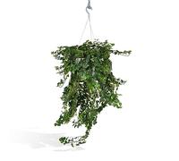Hedera Helix Wonder XL
