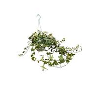 Hedera Variegata Helix, PIANTA VERA in Vaso Basket da 17 cm con Gancio - Piante Pendenti, Lunghezza Rami 60-65 cm