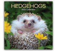 Hedgehogs - Igel 2026 - 16-Monatskalender: Original The Gifted Stationery Co. Ltd [Mehrsprachig] [Kalender]