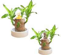 Hehimin Mini Brazil Lucky Wood - Magical Sprouting Lucky Bamboo Wood,Hydroponic Potted Plant Stump Small Mini Plant IndoorOffice Desktop Plant,Plant Lucky Wood Bedroom Four Seasons Potted (2PCS)