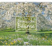 Heimische Bäume 2026 - Wandkalender 60x50 cm - Spiralbindung: Native Trees, Arbres indigènes