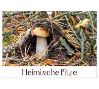 Heimische Pilze (Wandkalender 2027 DIN A4 quer), CALVENDO Monatskalender
