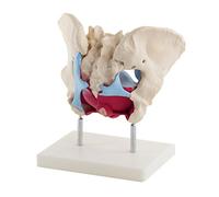 HeineScientific Modello di bacino femminile con muscoli del pavimento pelvico