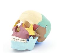 HeineScientific Modello Di Cranio Didattico, Cranio Smontabile