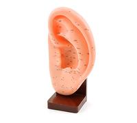 HeineScientific Modello di orecchio per agopuntura