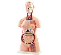 HeineScientific Modello di torso, 40 pezzi