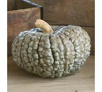 HEIRLOOM NON OGM Marina Di Chioggia Zucca invernale / 15 semi di zucca