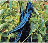 Heirloom Pasilla Bajio Hot Pepper 50 Seeds Large Tasty Salsa Mole Dried Pepper:packing seeds only