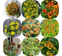 Helenium - copertura del terreno selvatici per i luoghi soleggiati 850semi